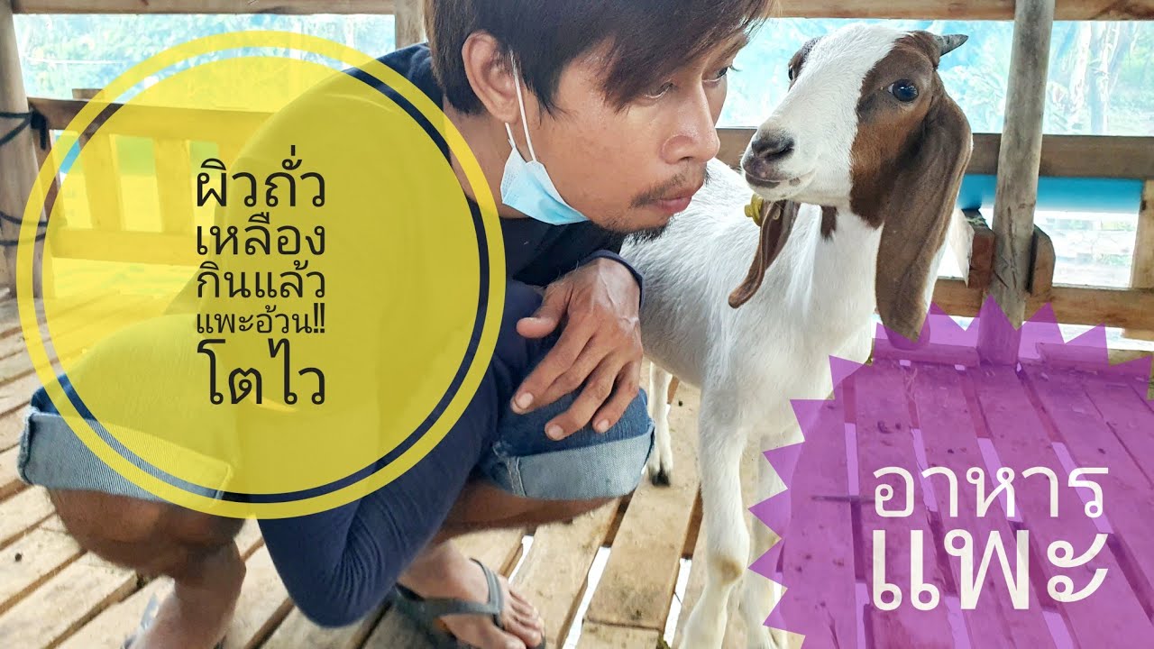 ให้อาหารแพะ!! ด้วยผิวถั่วเหลือง แพะชอบมาก | บ้านไร่ออนซอน | EP.4