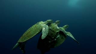 Tense footage shows mating female turtle almost drowning