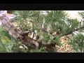 Juniper Branch Splitting