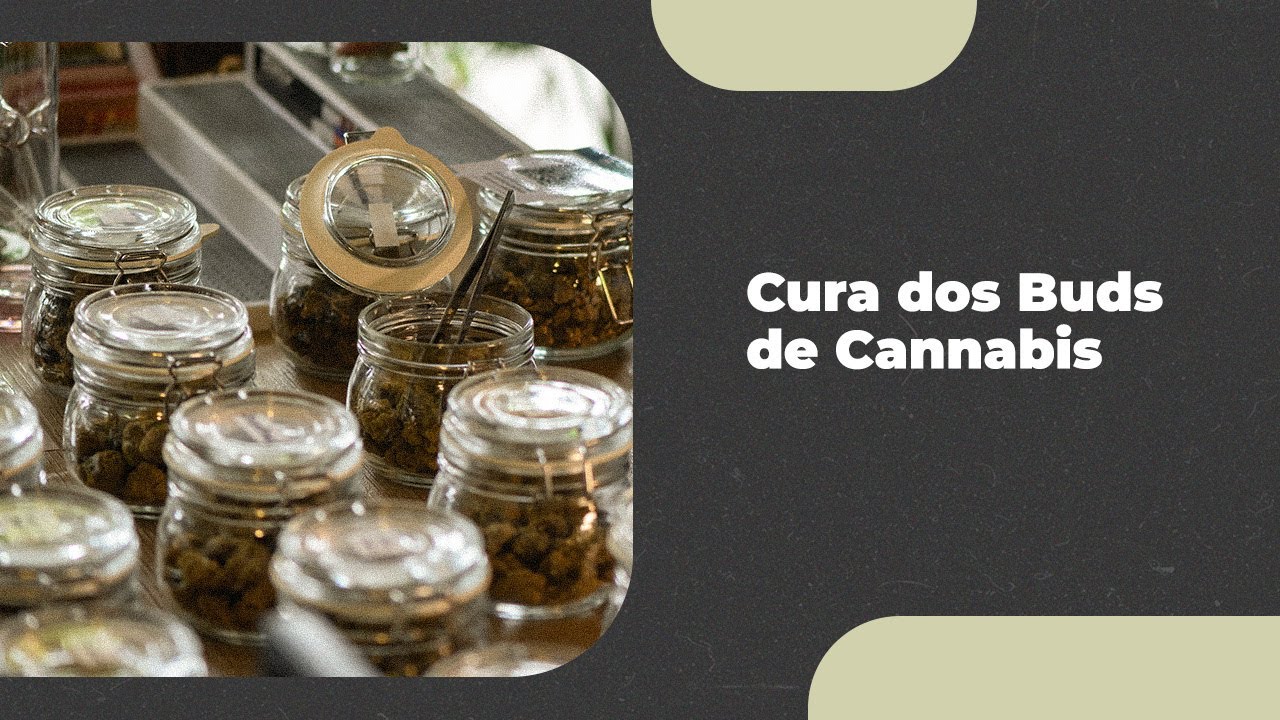 Como funciona o processo de cura dos buds no cultivo de Cannabis?