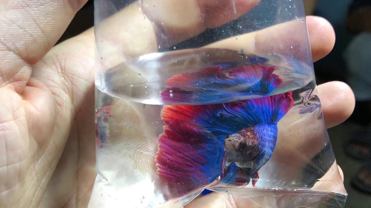 how we choose fish and send to Customers