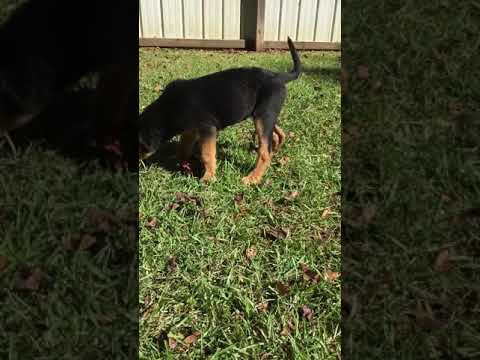 Video: Bluetick Coonhound