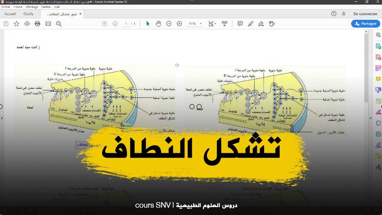 صور لتشكل النطاف جاهزة للطباعة علوم طبيعية للسنة الرابعة متوسط