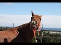 Pferde verstehen lernen mit dem Schnupperkurs Horsemanship und Pferdekommunikation