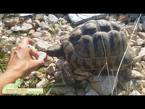 Video: Rotohrschildkröten: Krankheiten Und Behandlung