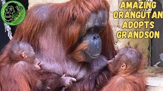 Heartwarming Moment Orangutan Cares For Son and Grandson