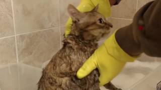 How to Wash a Cat from Hell , Bath time for Ellie