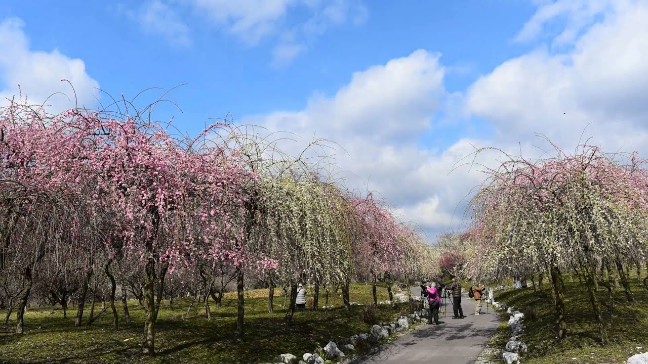 いなべ市農業公園梅まつり16 Youtube いなべ市農業公園梅まつり16 Youtube
