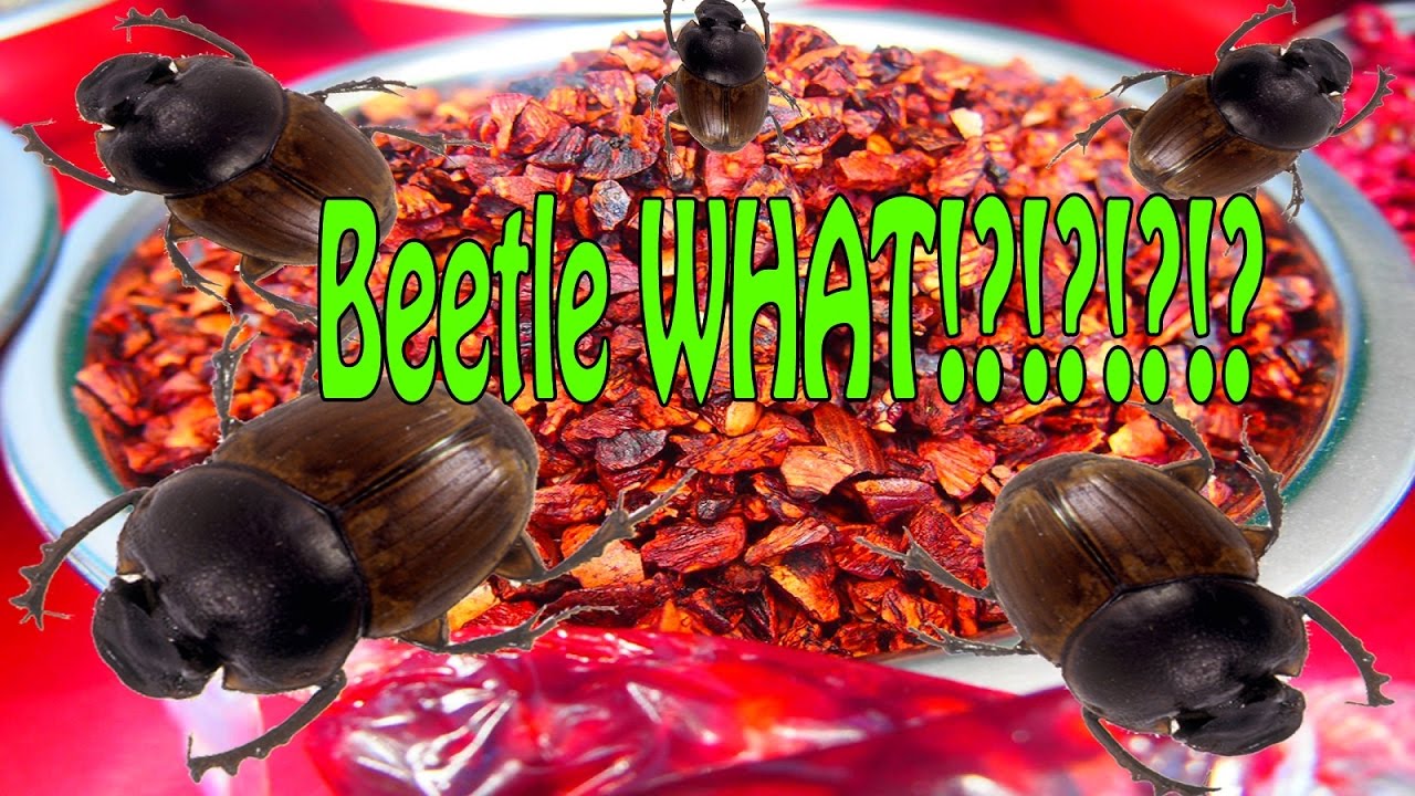 Coworkers vs. "Beetle POOP"! Betel Nut YouTube