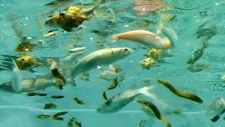 魚の赤ちゃん：幼魚、稚魚 Juvenile, Fry - YouTube
