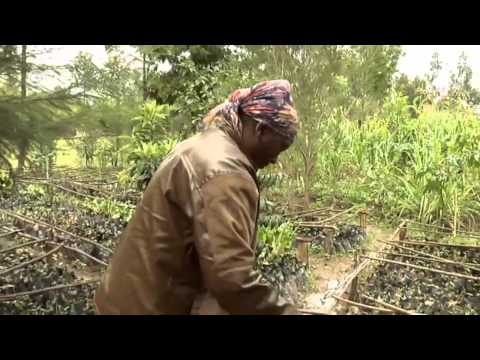 Video: Información del árbol salchicha: Cómo cultivar árboles Kigelia en el paisaje