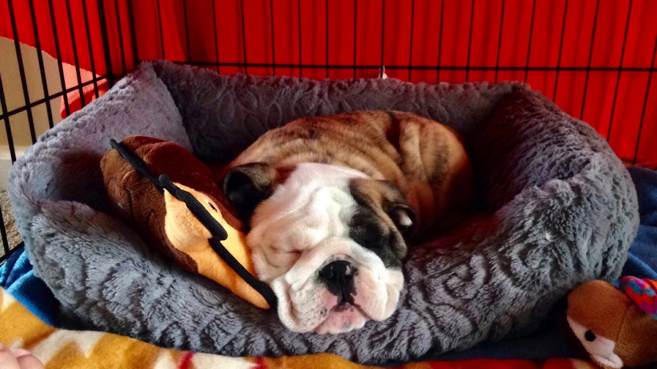 Reuben The Bulldog The Lost Puppy Pics YouTube reuben-the-bulldog-the-lost-puppy-pics-youtube