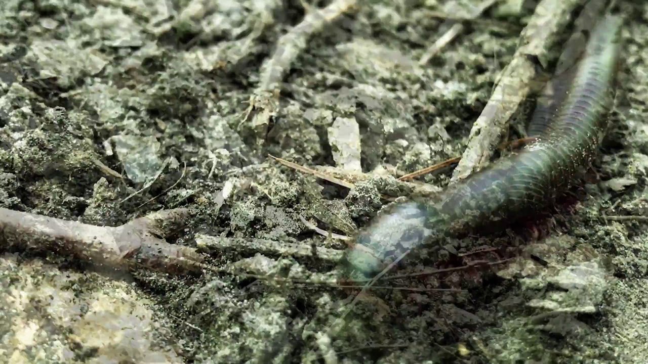 Close-up look at millipede's mesmerizing leg movement