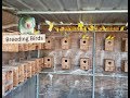 Over 25 pairs of lutinos ficher breeding lovebird setup aviary 4k
