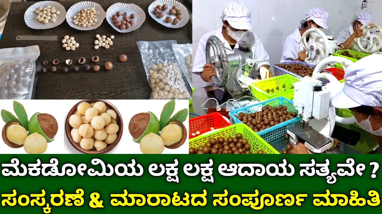 ಮೆಕಡೋಮಿಯ ಲಕ್ಷ ಲಕ್ಷ ಆದಾಯ ಸತ್ಯವೇ ? Macadamia nut prosessing & marketing in kannada | mecadomia farming