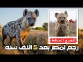 لاول مره من 5 الاف سنه بيظهر الضبع المرقط الافريقي في مصر قتلـ ـوه بعد ما اكل الماعز