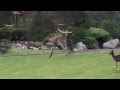 Meanwhile, in Australia... Three Kangaroos Boxing on New Years Day!