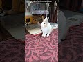 愛で心を掴むウサギに会いましょう! #うさぎ #かわいい #可愛い #ふわふわ #cute #rabbit #ペット #動物 #fyp #viralvideo #shorts #mofu ❣️🐰🐇💕💓