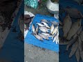 fish fish