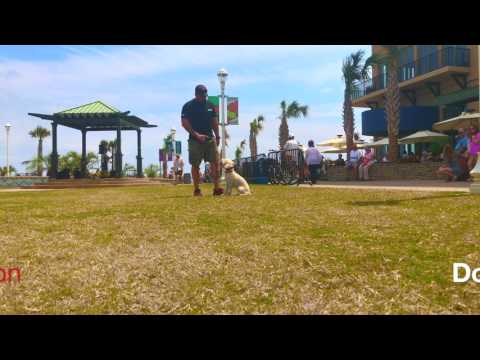 1-year-old-labradoodle,-teddy!-labradoodle-dog-training-|-dog-boarding-and-training