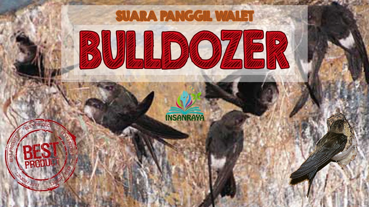 Suara Sedot Paling Disukai Walet SP BULLDOZER