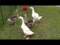 Goslings on the farm