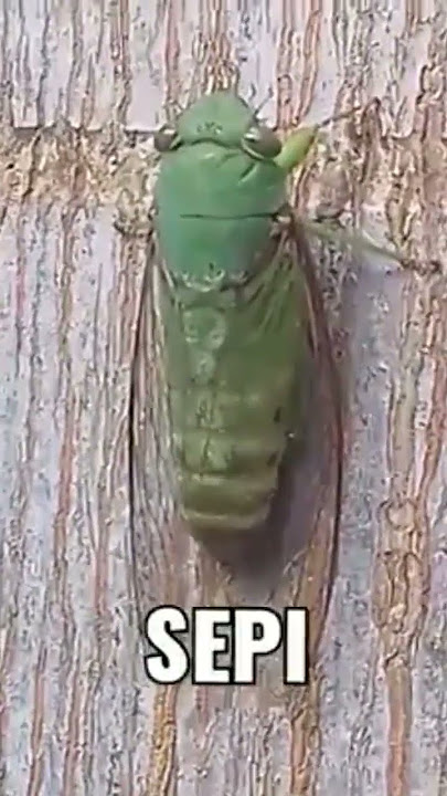 Sendiri