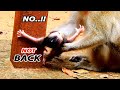 NO ... NOT BACK ..!! SEE MOM SHAKING SCARE !! ANISSA WORRY MOM GIVE MOE BITE & HURT BECAUSE OF MILK