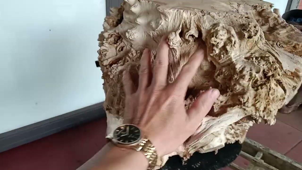  Hàng Đôn nu gai tự nhiên kê tượng zl0325120643