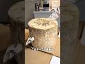 カビだらけのチーズの魅力