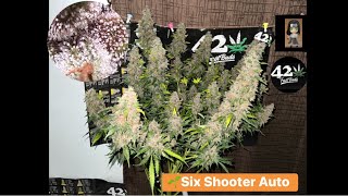 ปลูกกัญชาออโต้Six Shooter Auto #อุปกรณ์ธรรมดาบ้านๆครับ #FastBuds