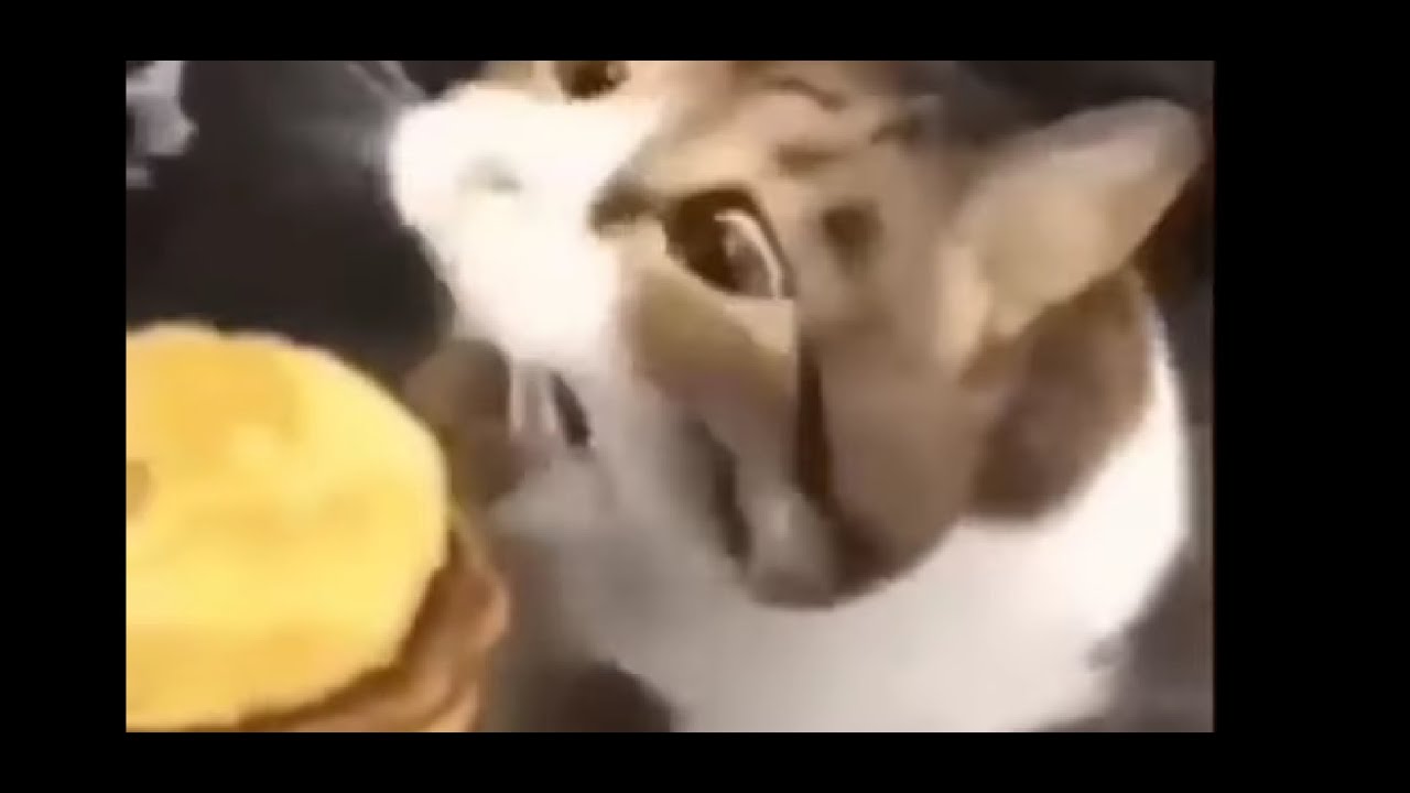 here kitty you can has CHEESEBURGER