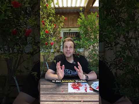 Granatapfel: Warum Sämlinge erst später blühen