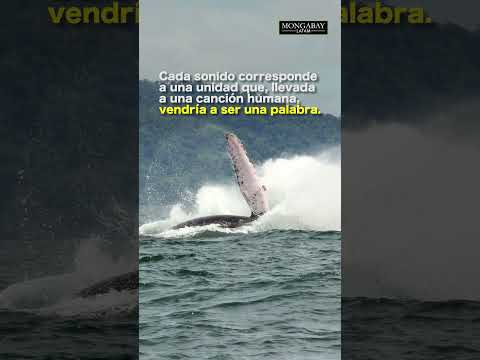 Científicas descifran el canto de las ballenas jorobadas del Pacífico colombiano