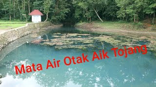 Mata Air Otak Aik Tojang