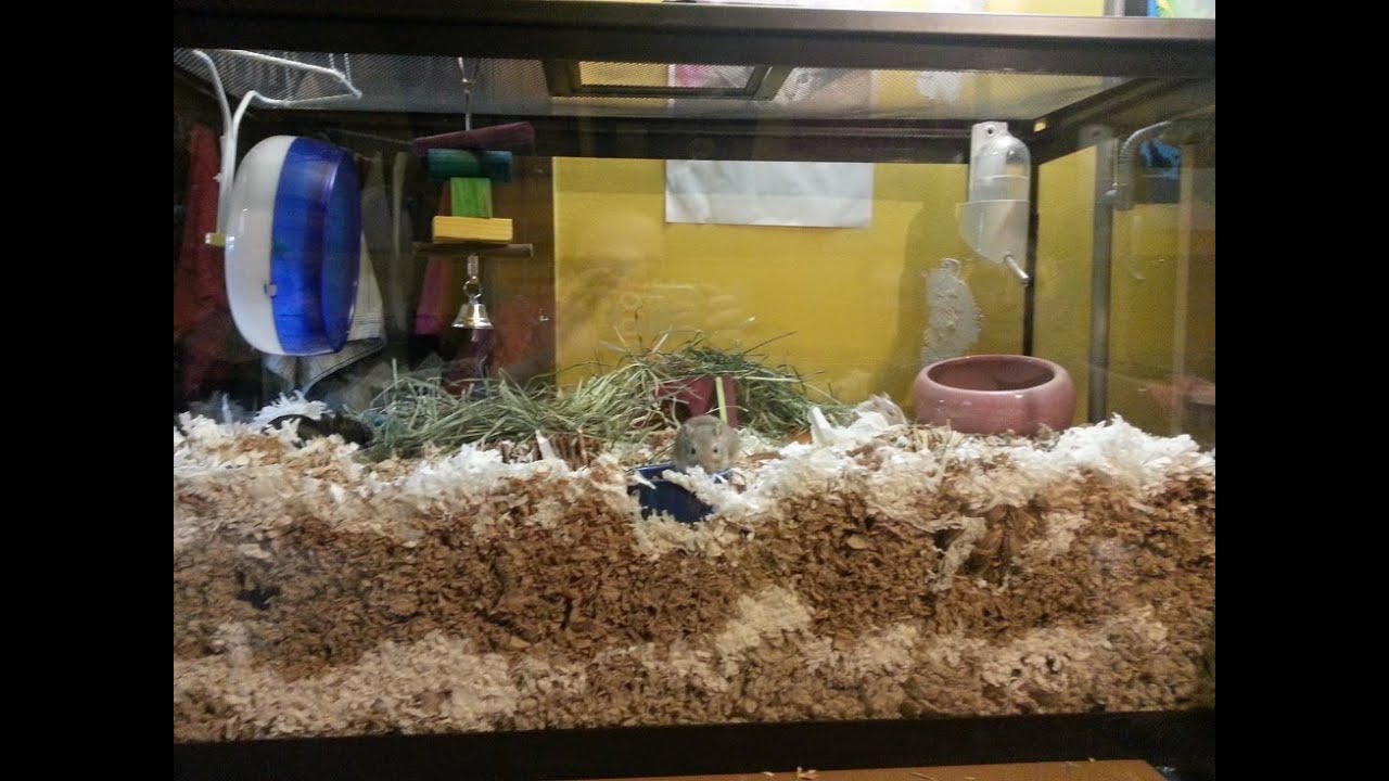 gerbil fish tank