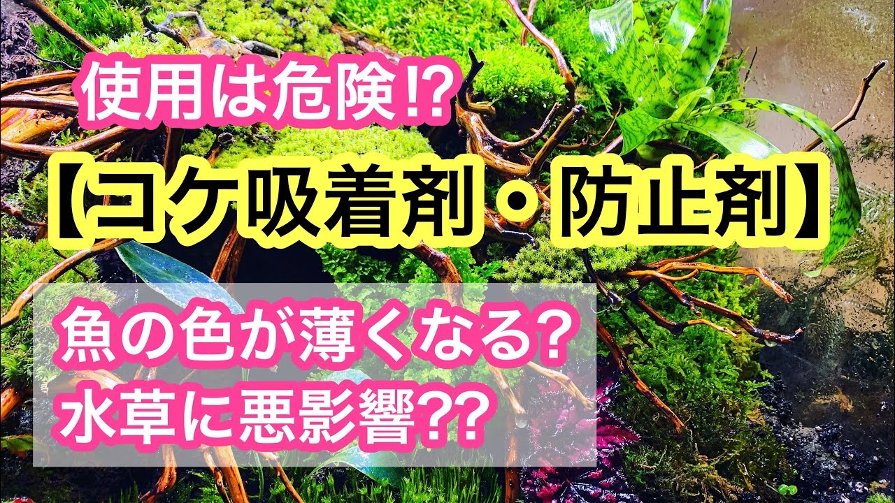 コケ吸着剤 防止剤は危険 プロが使わない理由を経験を赤裸々に解説します Youtube