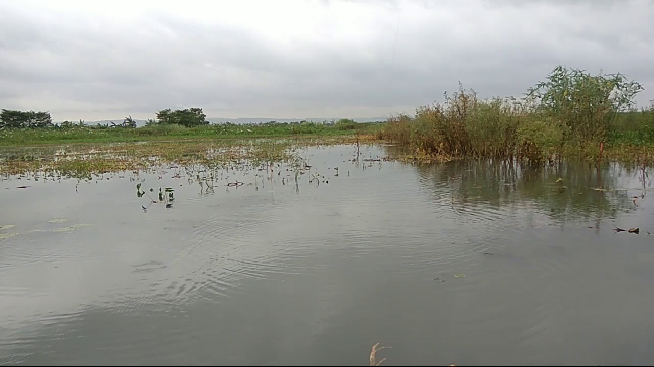 Casting gabus, kocolan disawah sawah desa kirik Kudus pake sf+blade