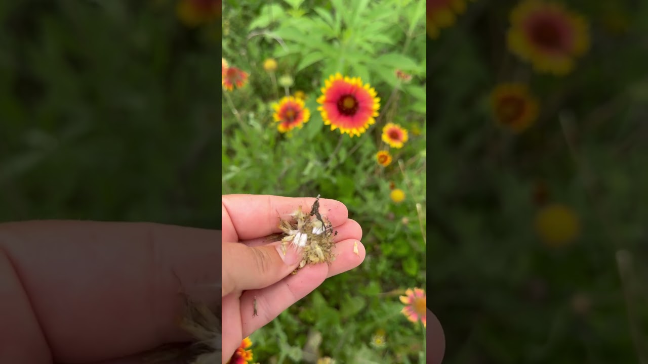 Seed saving blanket flower