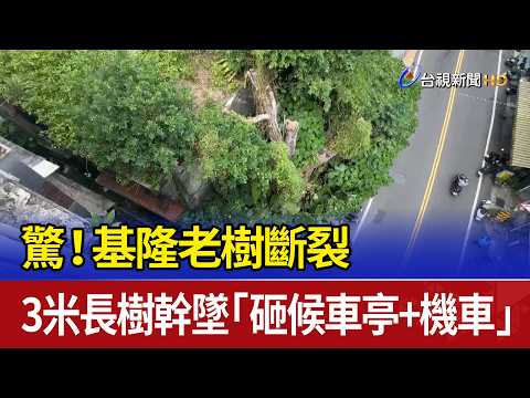 Shocking! An old tree in Keelung broke, and a 3-meter-long trunk fell, smashing a bus shelter and...