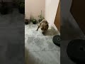 Ye kbhi dhoka nhi dete #utubeshorts #love #petlove #petvideos #dogshorts #perfectpaws