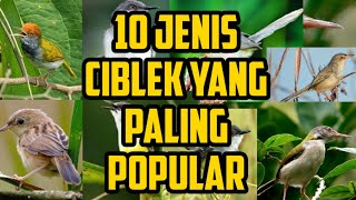 10 jenis ciblek yang paling popular