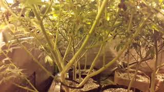 Tent update, day 18 on flower tent.