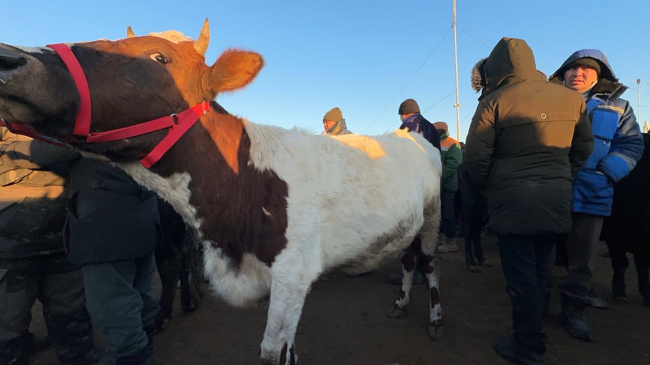 Богот мол бозори она бола сигир нархлари кандай 🙄11 марта 2026 г.