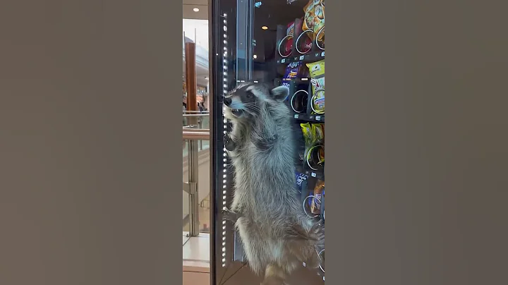 Help ! #sora2 #aishorts #usa #america  #sora2 #sora #funny #funnyshorts  #sora2  #horse #fun