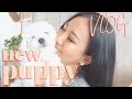 Bringing Home Our 8 Week Old Puppy!!! (Bichon Frise) | APRIL VLOG の動画、YouTube動画。