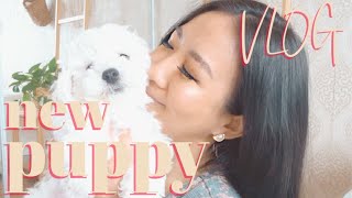 Bringing Home Our 8 Week Old Puppy | Bichon Frise