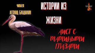 Истории Из Жизни: Аист С Мамиными Глазами.