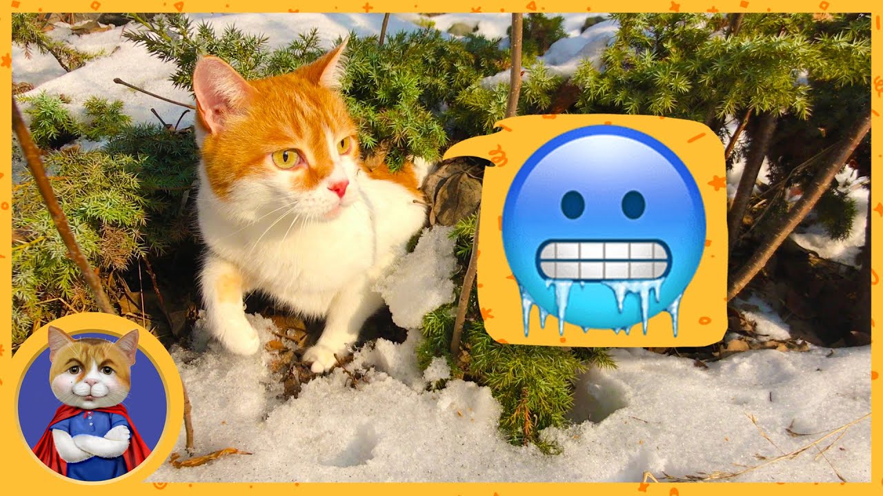 Рыжик и Печенька стали дикими и гуляют на диком холоде - YouTube