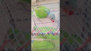 Motu Parrot Lovers Must Watch ❤️ #shorts #viral #parrotvideo #superbparrot #cuteparrot #parrot